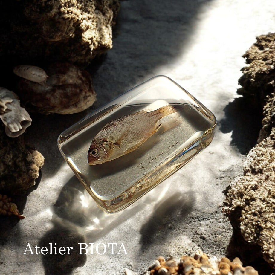クロダイ樹脂封入標本 4L (木製標本箱入り) | Atelier BIOTA