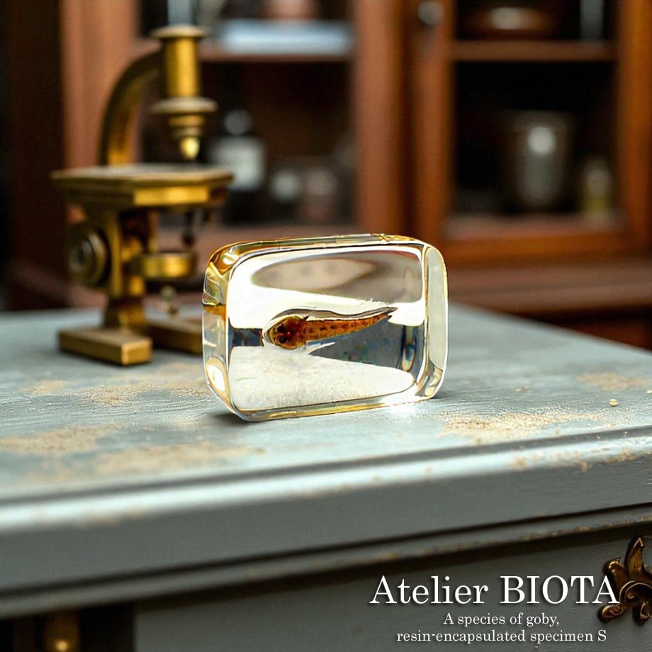 ハゼ科の一種樹脂封入標本 S (木製標本箱入り) | Atelier BIOTA