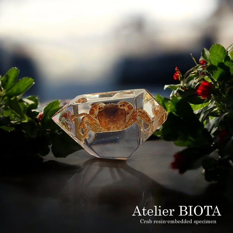 カニ類樹脂封入標本 C (木製標本箱入り) | Atelier BIOTA