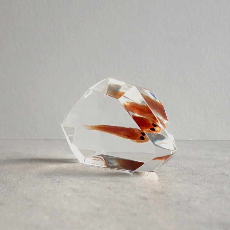 ぽ*け様 チョウザメ レア オブジェ 魚 標本 樹脂封入 ぽ*け様