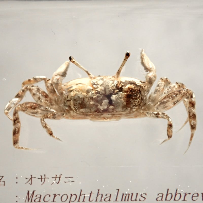 特大】カブトガニ &クロサソリ アクリル樹脂標本セット 特大