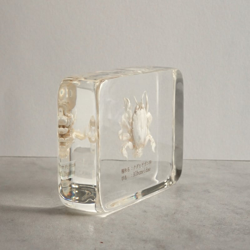クダヒゲガニ科の一種樹脂封入標本 L (木製標本箱入り) | Atelier BIOTA