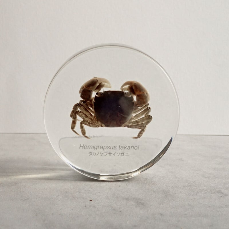 タカノケフサイソガニ樹脂封入標本 L (木製標本箱入り) | Atelier BIOTA