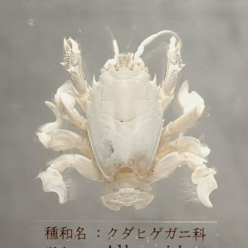 極小クダヒゲガニ 標本　カニ　乾燥標本　甲殻類 極小クダヒゲガニ 標本 カニ 乾燥標本 甲殻類