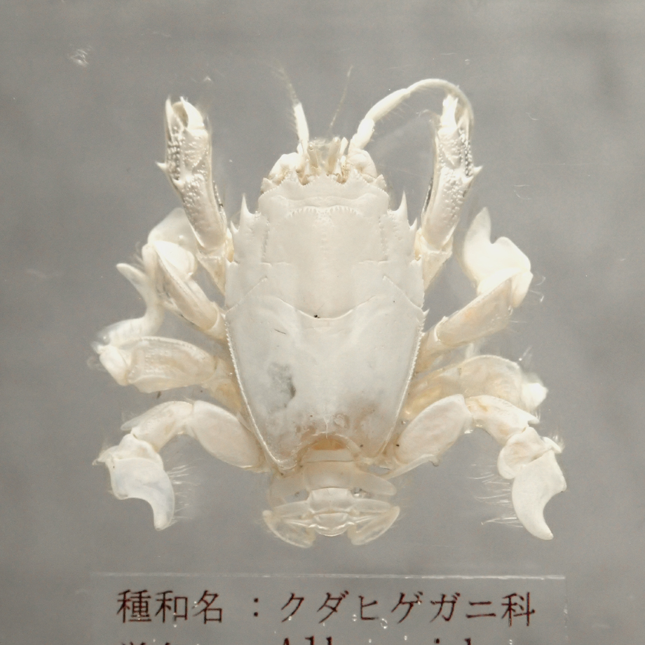 極小クダヒゲガニ 標本カニ乾燥標本甲殻類