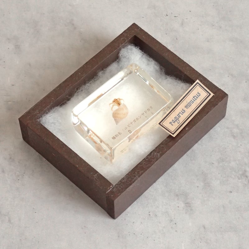 errer 樹脂標本 7種 植物標本 木箱入り 古道具 アンティーク errer 樹脂標本 7種 植物標本 木箱入り 古道具 アンティーク