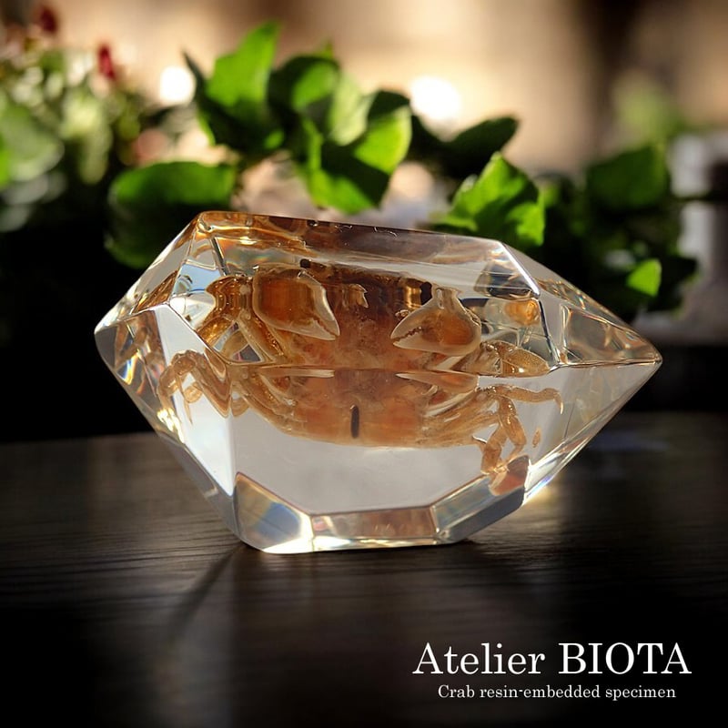 カニ類樹脂封入標本 C (木製標本箱入り) | Atelier BIOTA