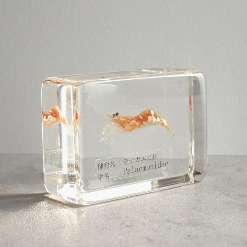 テナガエビ科の一種樹脂封入標本 S (木製標本箱入り) | Atelier