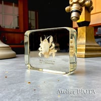 クダヒゲガニ科の一種樹脂封入標本 L (木製標本箱入り)