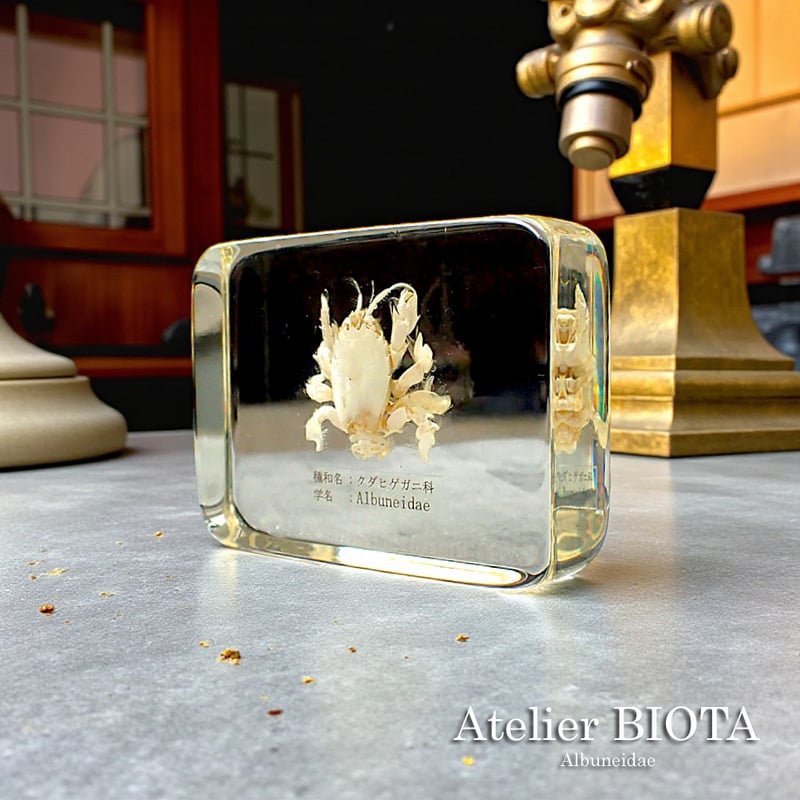 極小クダヒゲガニ 標本　カニ　乾燥標本　甲殻類 極小クダヒゲガニ 標本 カニ 乾燥標本 甲殻類