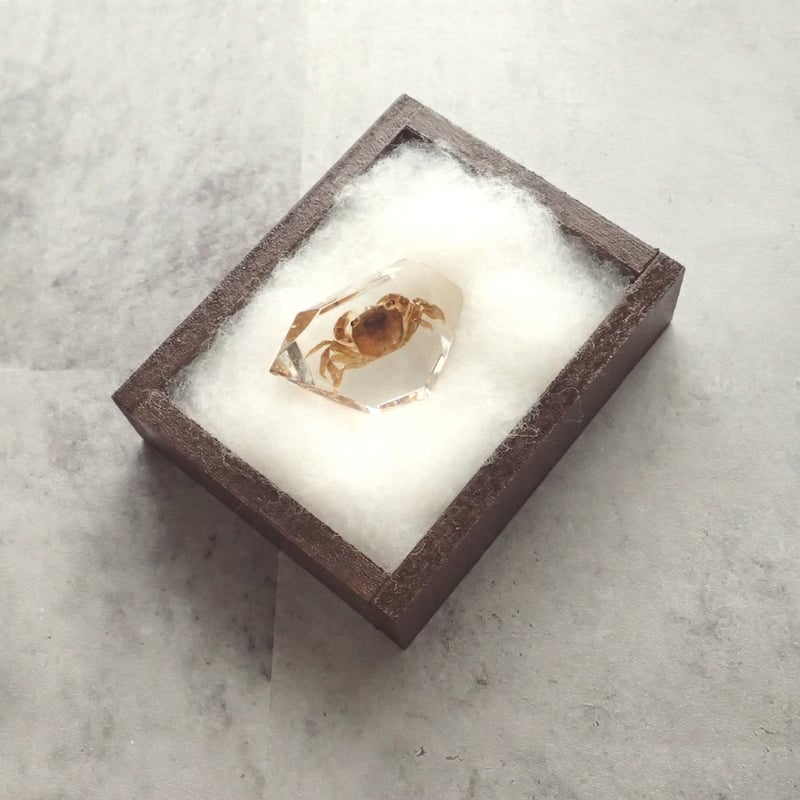 シ*ン様 カブトガニ 標本 木製ケース入り　国産 シ*ン様 カブトガニ 標本 木製ケース入り 国産 シ*ン様 カブトガニ 標本