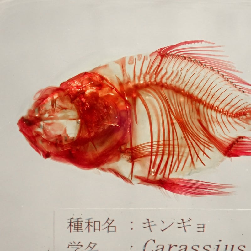 ぽ*け様 チョウザメ　レア　オブジェ　魚　 標本 　樹脂封入 ぽ*け様 チョウザメ レア オブジェ 魚 標本 樹脂封入