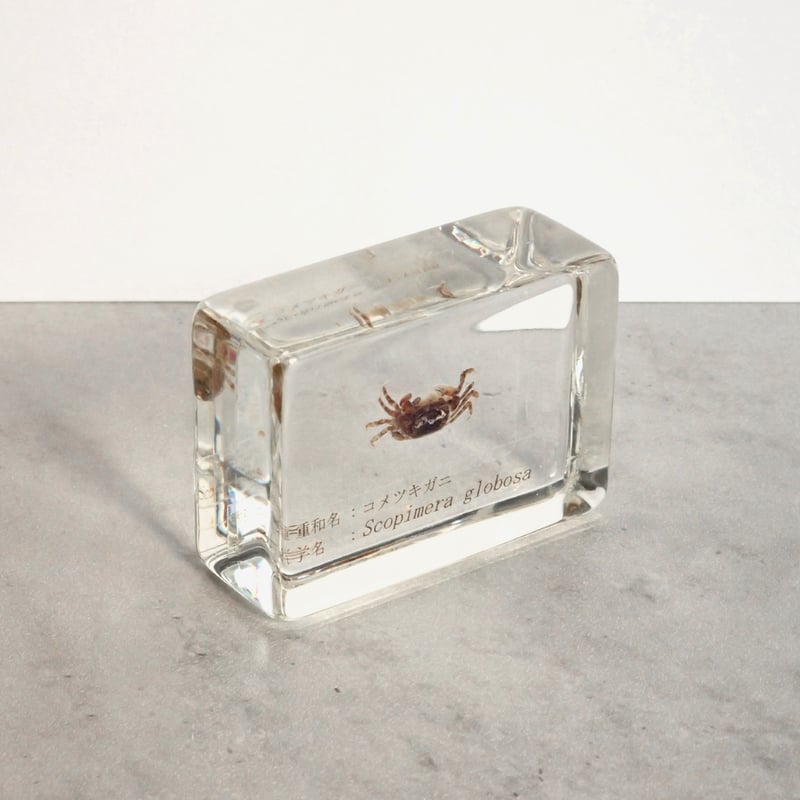コメツキガニ樹脂封入標本 S (木製標本箱入り) | Atelier BIOTA