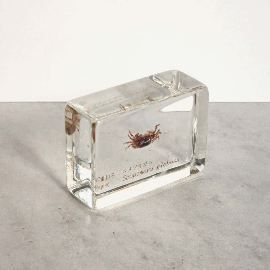 【特大】カブトガニ &クロサソリ　アクリル樹脂標本セット 特大】カブトガニ &クロサソリ アクリル樹脂標本セット - メルカリ