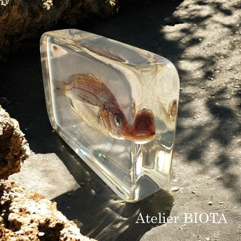 ぽ*け様 チョウザメ　レア　オブジェ　魚　 標本 　樹脂封入 ぽ*け様 チョウザメ レア オブジェ 魚 標本 樹脂封入 ぽ*け様