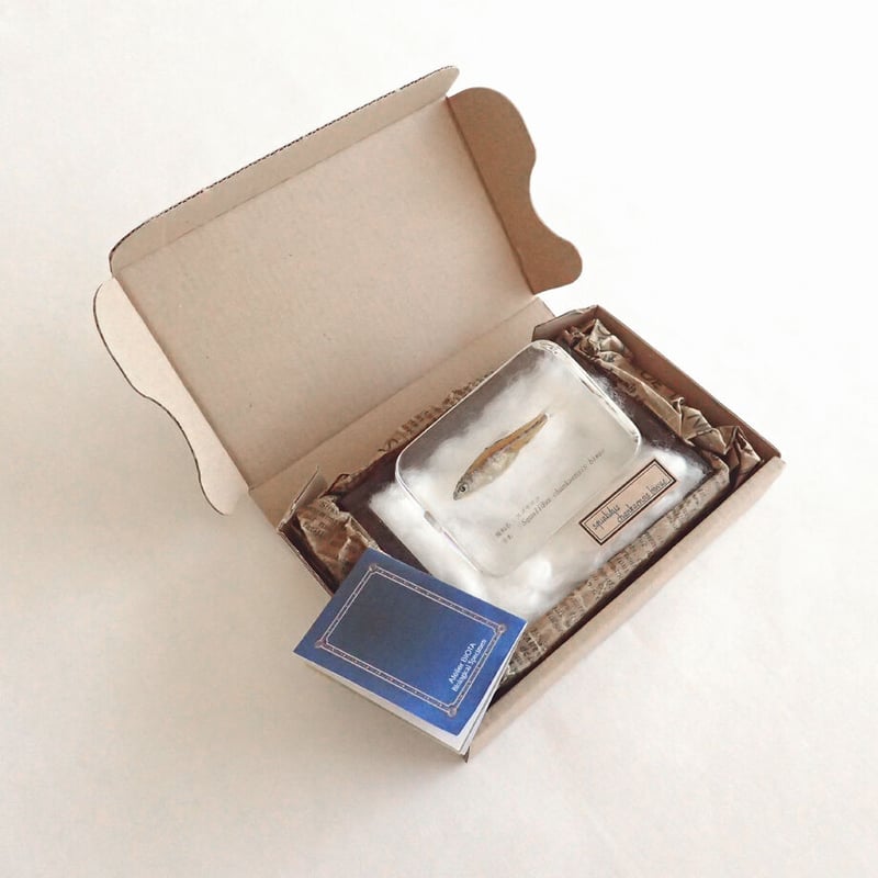 ローダンセ 真鍮 樹脂標本 errer 植物標本 ローダンセ 真鍮 樹脂標本 errer 植物標本 インテリア・生活道具