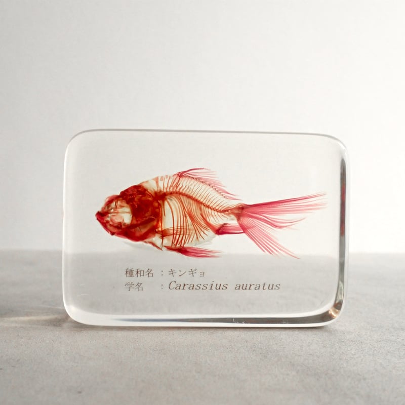 キンギョ単色染色樹脂封入標本 M (木製標本箱入り) | Atelier BIOTA