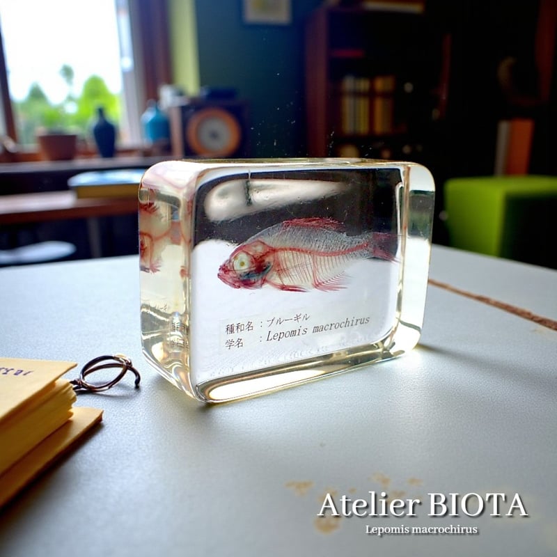 ブルーギル二重染色樹脂封入標本 M (木製標本箱入り) | Atelier BIOTA
