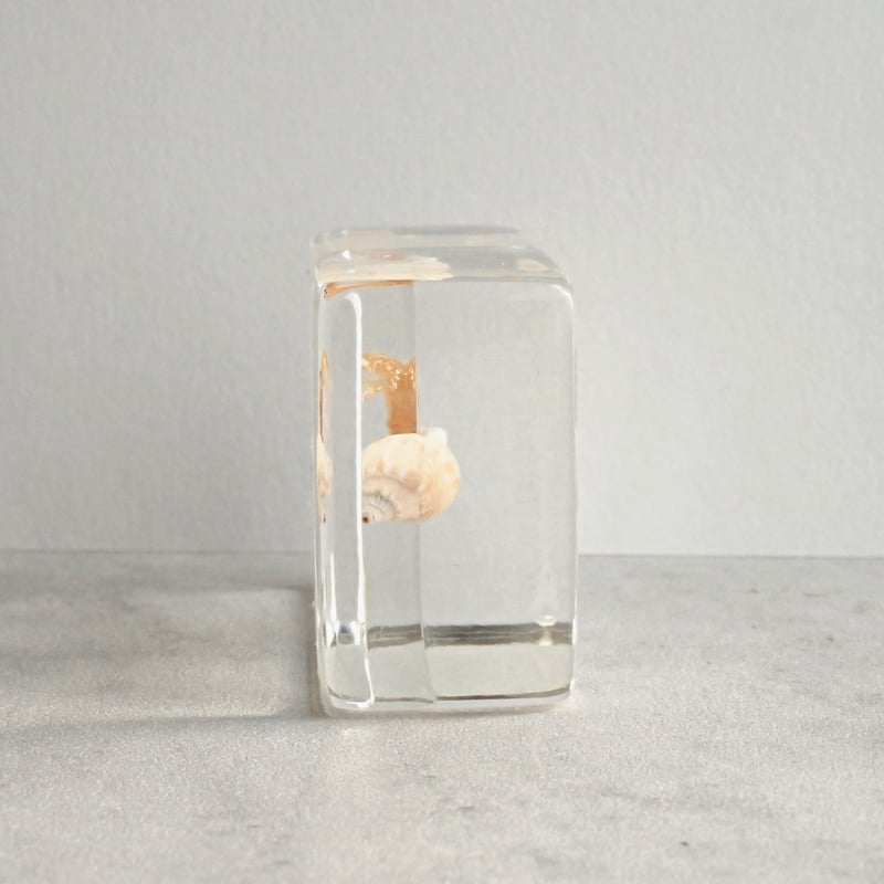 ユビナガホンヤドカリ樹脂封入標本 S (木製標本箱入り) | Atelier BIOTA