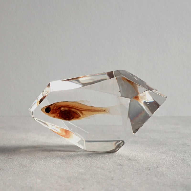 ぽ*け様 チョウザメ　レア　オブジェ　魚　 標本 　樹脂封入 ぽ*け様 チョウザメレアオブジェ魚 標本 樹脂封入