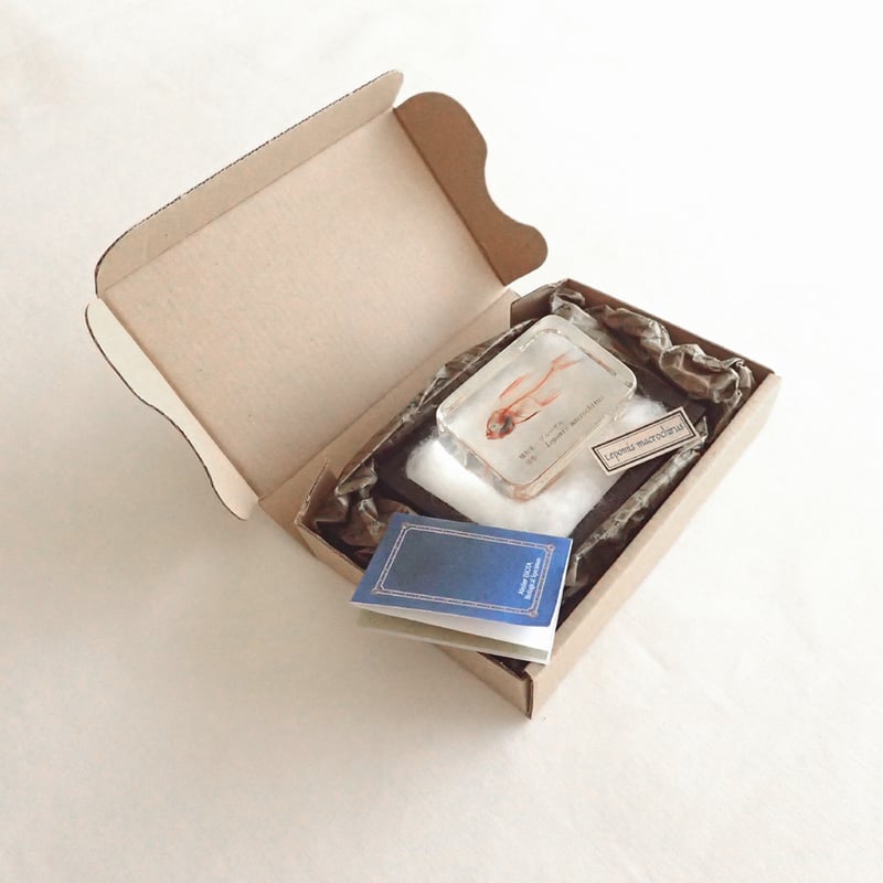 ブルーギル二重染色樹脂封入標本 M (木製標本箱入り) | Atelier BIOTA