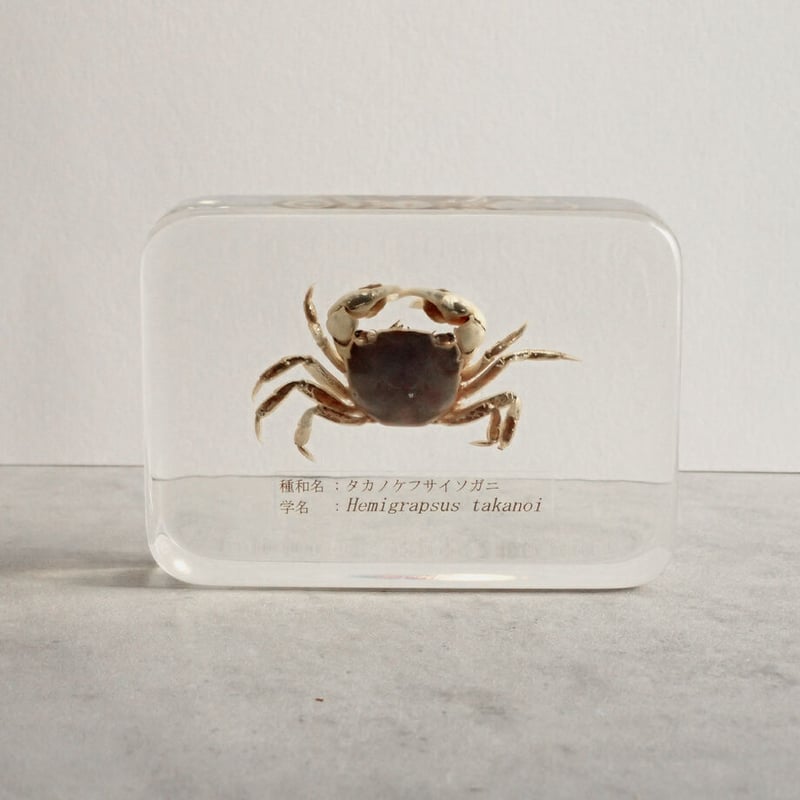 タカノケフサイソガニ樹脂封入標本 L (木製標本箱入り