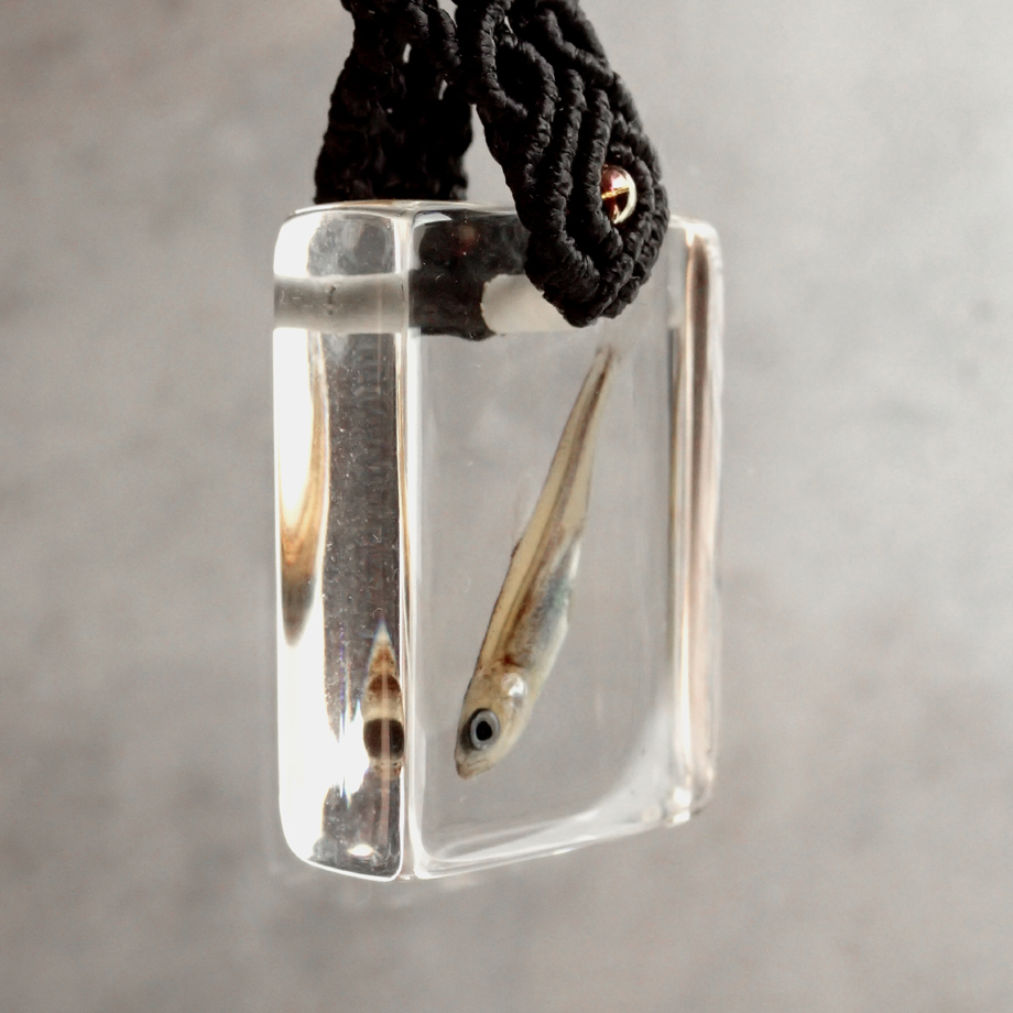 魚類樹脂封入標本キーホルダー | Atelier BIOTA