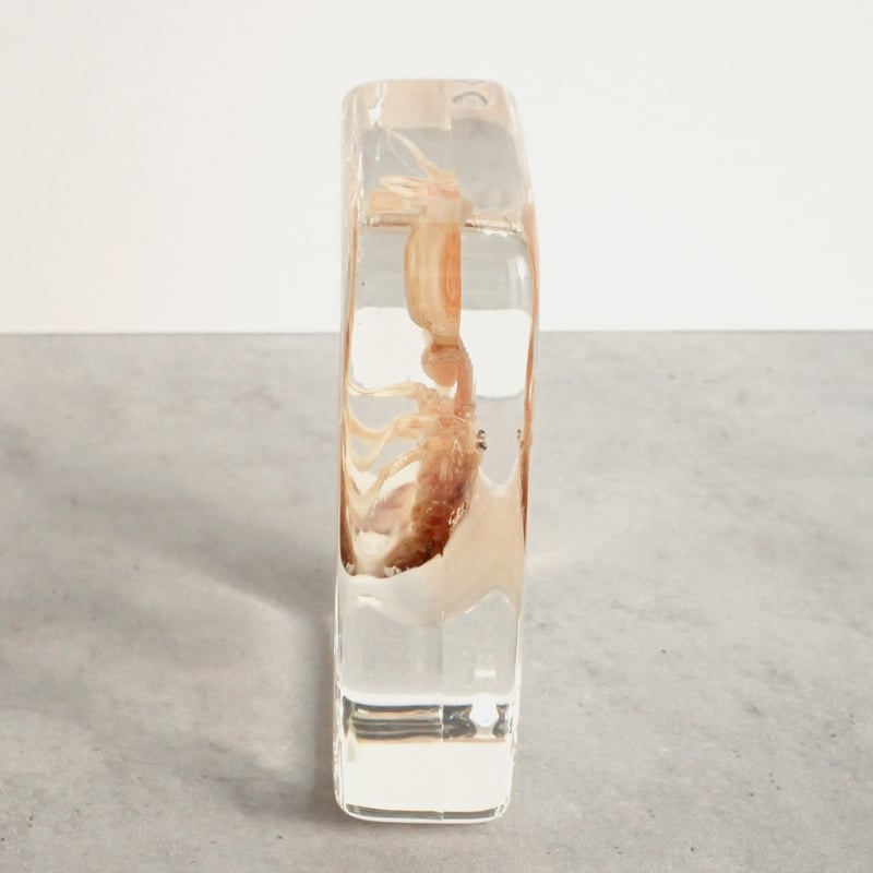 ユビナガホンヤドカリ樹脂封入標本 L (木製標本箱入り) | Atelier BIOTA