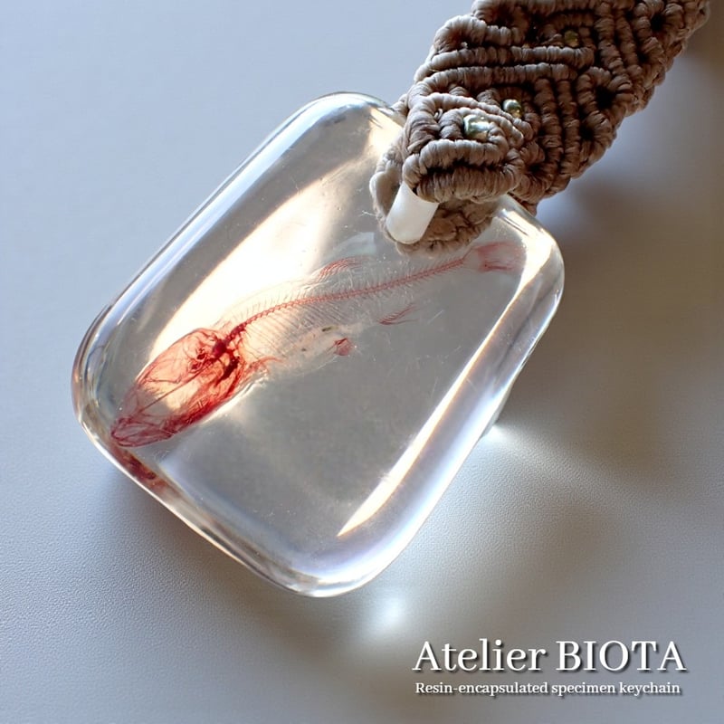 魚類単色染色樹脂封入標本キーホルダー | Atelier BIOTA