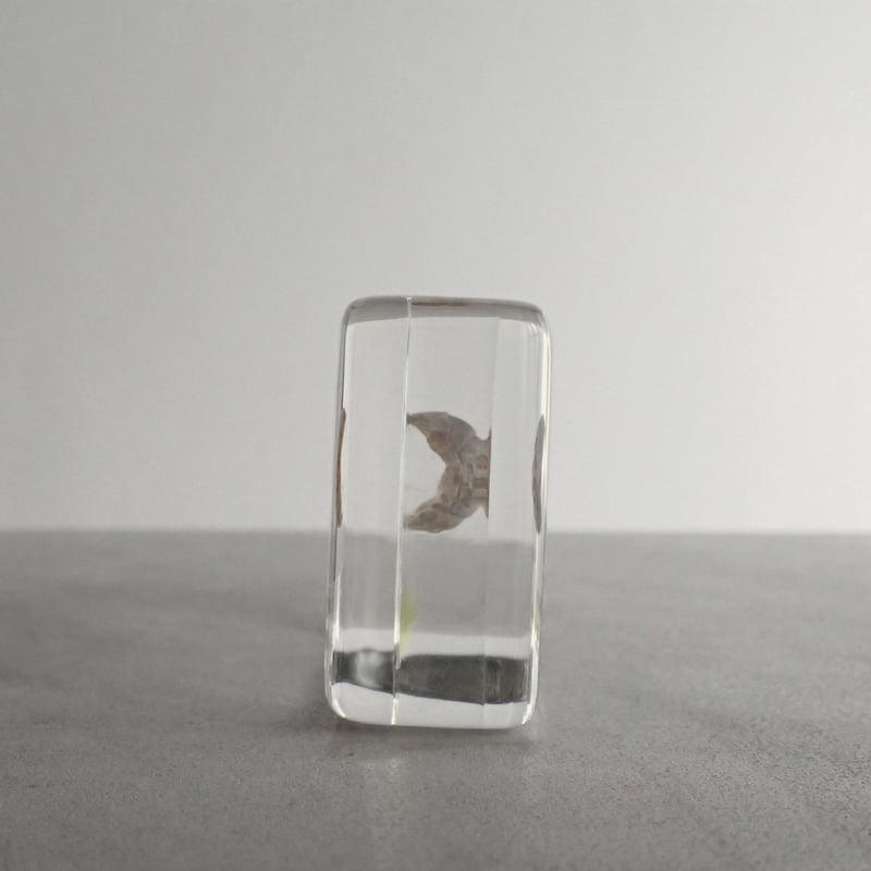 ウスヒザラガイ樹脂封入標本 M (木製標本箱入り) | Atelier BIOTA