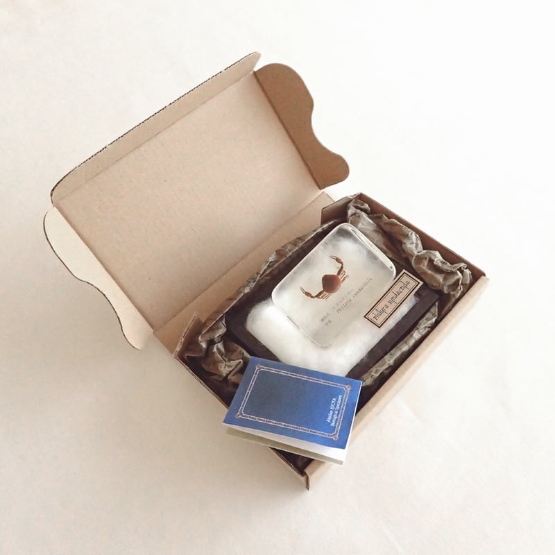 ヒラコブシガニ樹脂封入標本 M (木製標本箱入り) | Atelier BIOTA