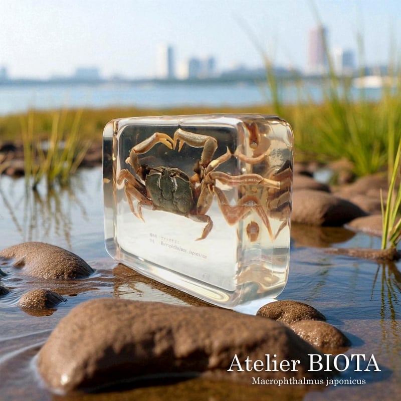 ヤマトオサガニ樹脂封入標本 3L (木製標本箱入り) | Atelier BIOTA