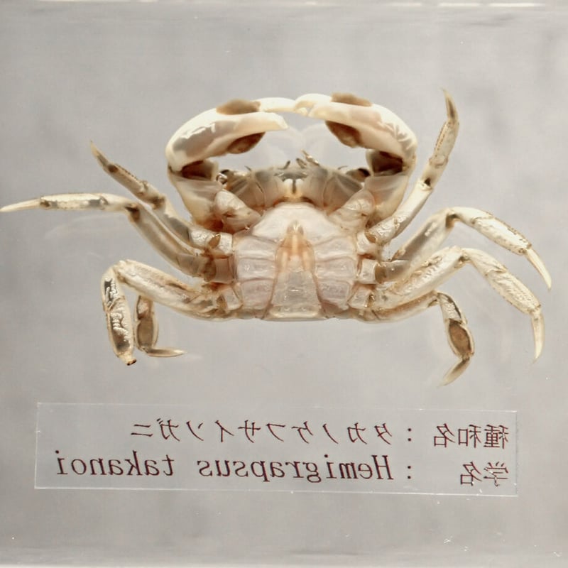 タカノケフサイソガニ樹脂封入標本 L (木製標本箱入り) | Atelier BIOTA