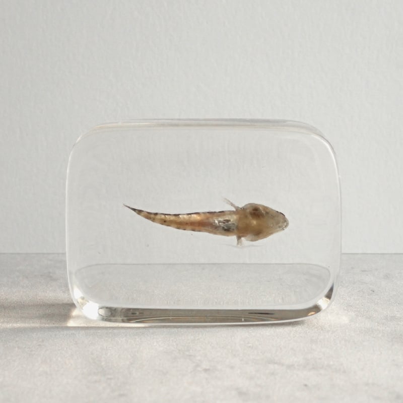 Amazon.co.jp: 本物の魚の骨格標本の剥製 魚の骨格モデル 動物の