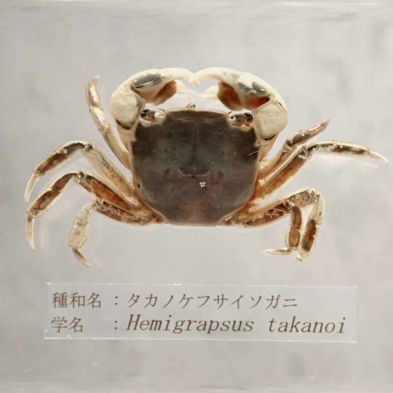 タカノケフサイソガニ樹脂封入標本 L (木製標本箱入り) | Atelier BIOTA