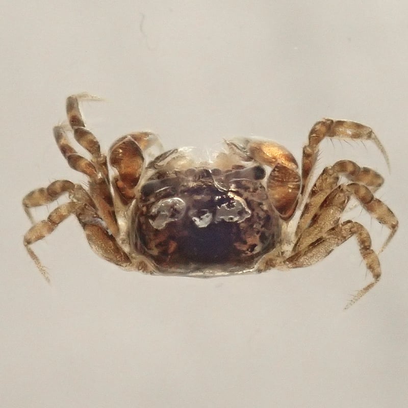 コメツキガニ樹脂封入標本 S (木製標本箱入り) | Atelier BIOTA