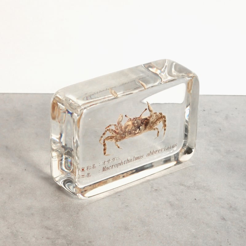 オサガニ樹脂封入標本 M (木製標本箱入り) | Atelier BIOTA