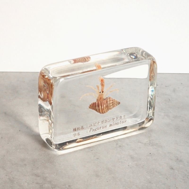 ユビナガホンヤドカリ樹脂封入標本 M (木製標本箱入り) | Atelier BIOTA