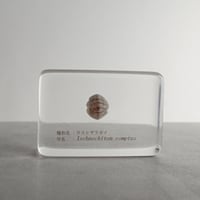 ウスヒザラガイ樹脂封入標本 M (木製標本箱入り)