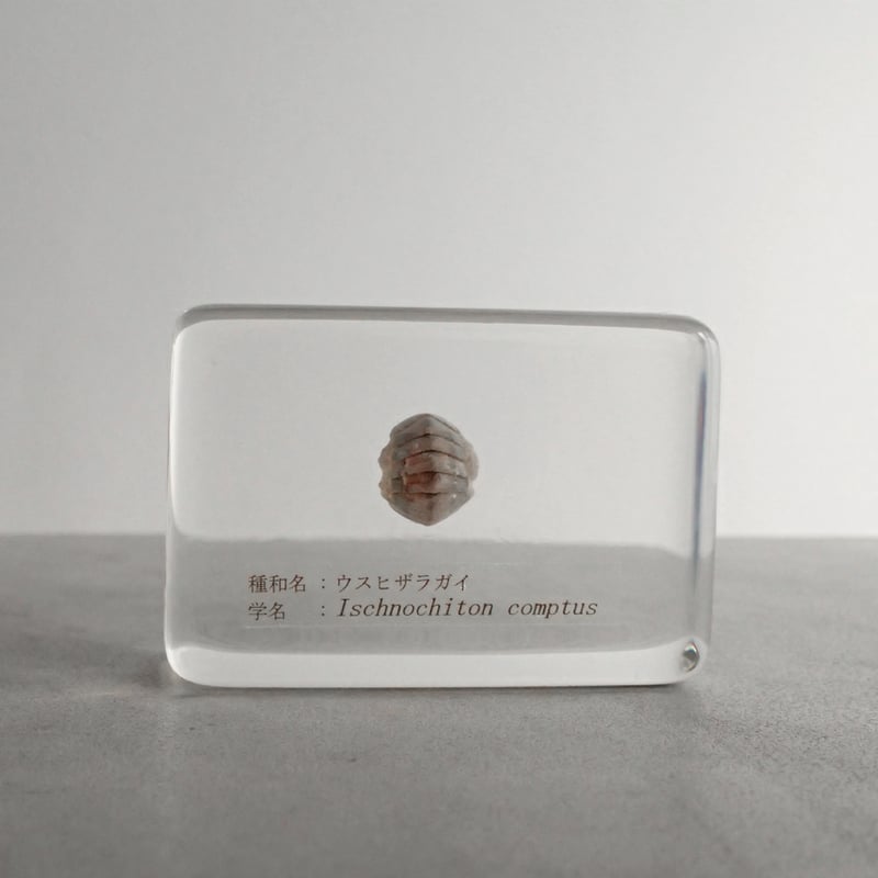 ウスヒザラガイ樹脂封入標本 M (木製標本箱入り) | Atelier BIOTA