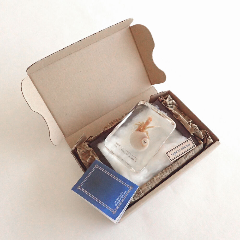 ユビナガホンヤドカリ樹脂封入標本 L (木製標本箱入り) | Atelier BIOTA