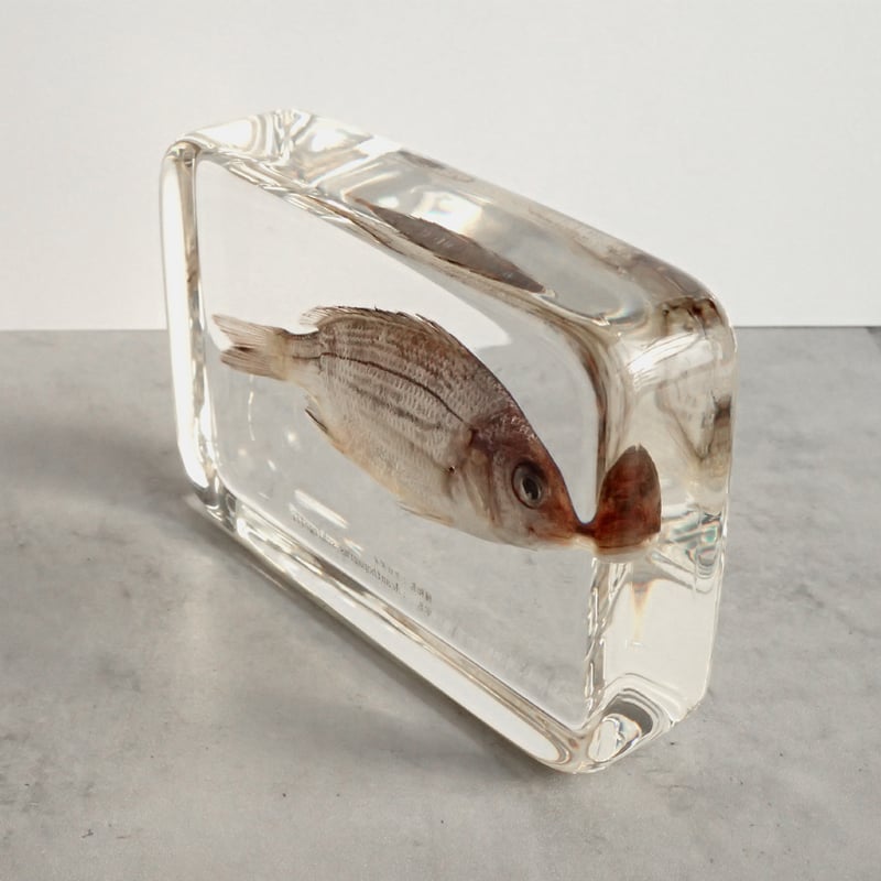 クロダイ樹脂封入標本 4L (木製標本箱入り) | Atelier BIOTA