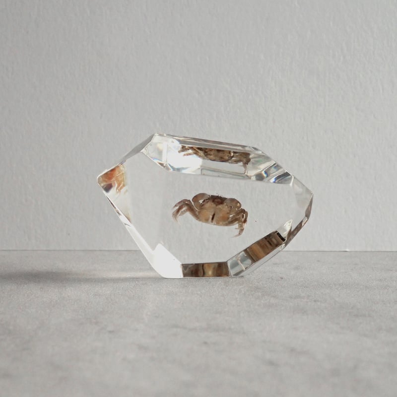 【特大】カブトガニ &クロサソリ　アクリル樹脂標本セット 特大】カブトガニ &クロサソリ アクリル樹脂標本セット