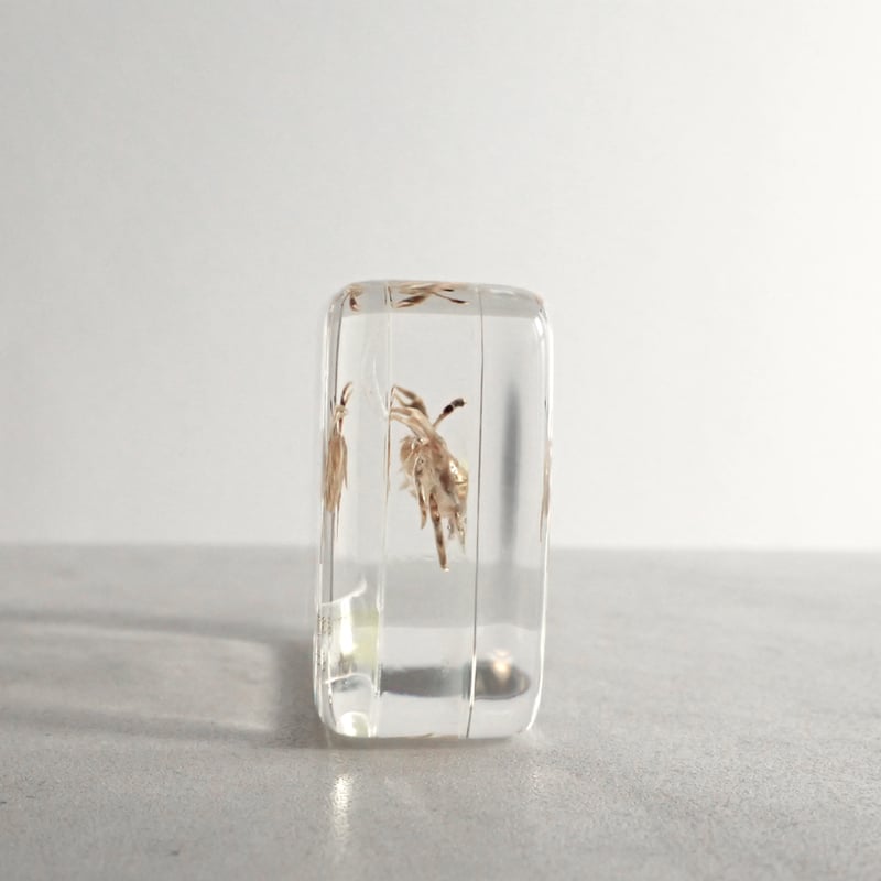 【特大】カブトガニ &クロサソリ　アクリル樹脂標本セット オサガニ樹脂封入標本 M (木製標本箱入り) | Atelier BIOTA