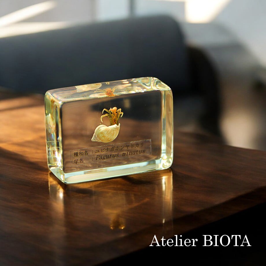 ユビナガホンヤドカリ樹脂封入標本 S (木製標本箱入り) | Atelier BIOTA