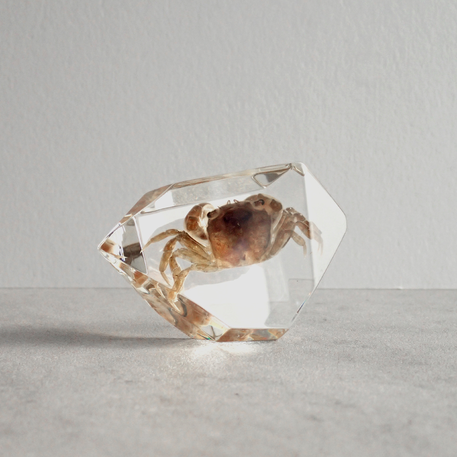 カニ類樹脂封入標本 C (木製標本箱入り) | Atelier BIOTA