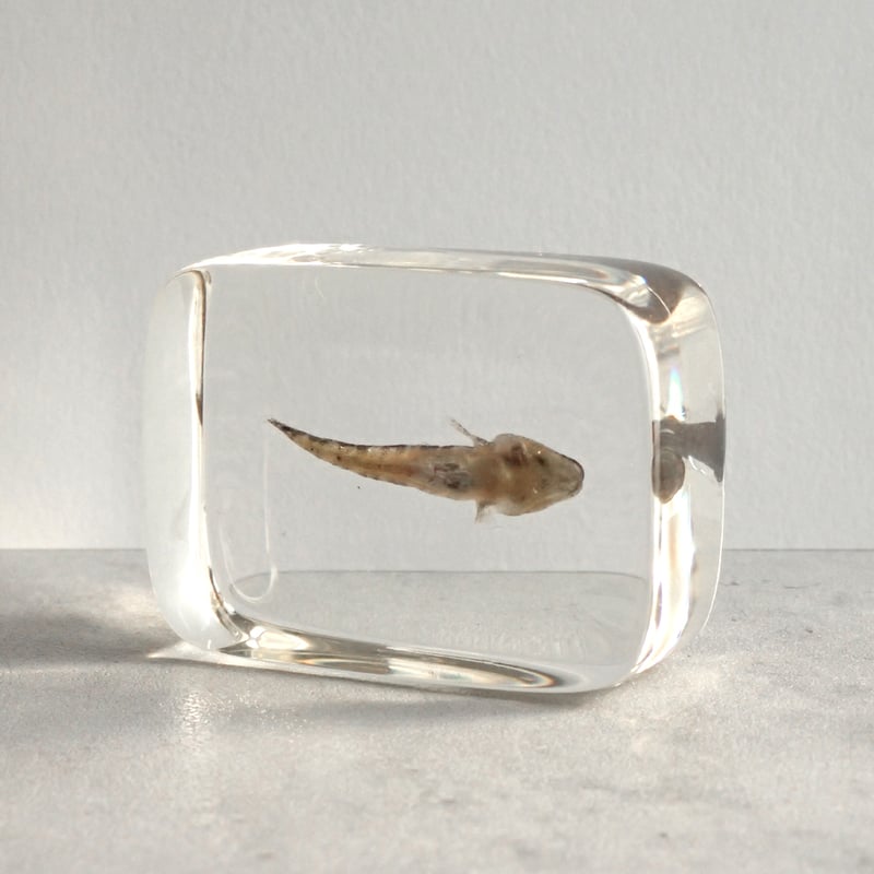 ハゼ科の一種樹脂封入標本 S (木製標本箱入り) | Atelier BIOTA