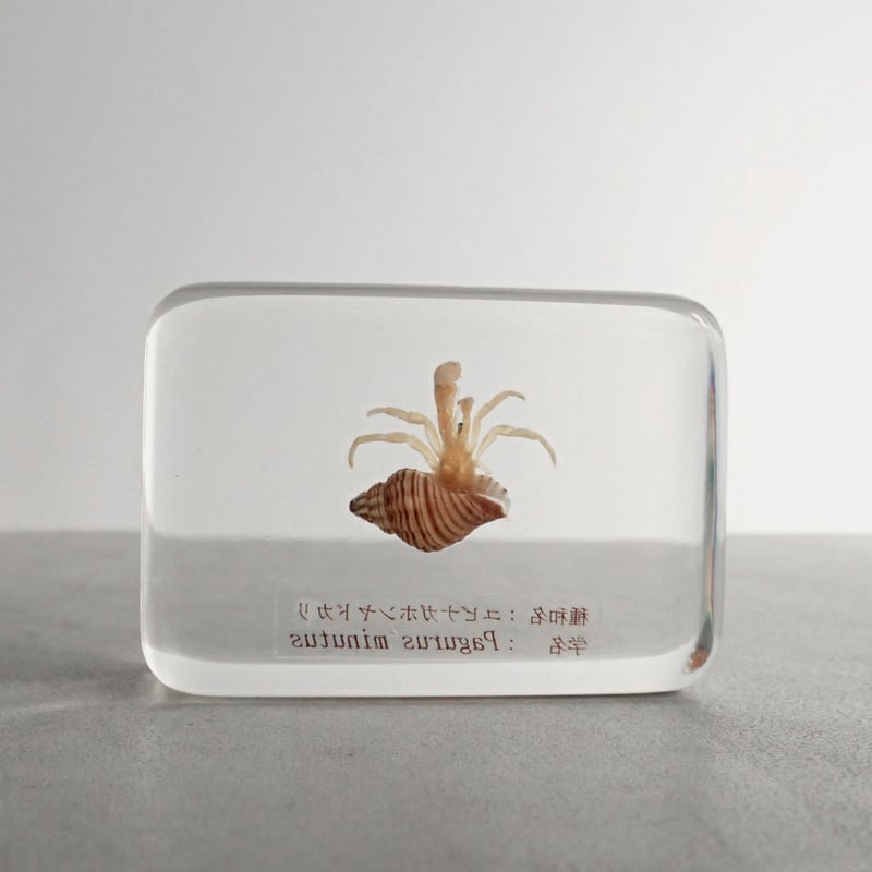 ウミグモ　深海生物樹脂封入標本 LEDライト付き 木製ケース ユビナガホンヤドカリ樹脂封入標本 M (木製標本箱入り) | Atelier BIOTA