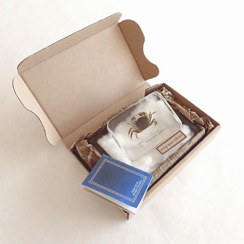 タカノケフサイソガニ樹脂封入標本 L (木製標本箱入り) | Atelier BIOTA