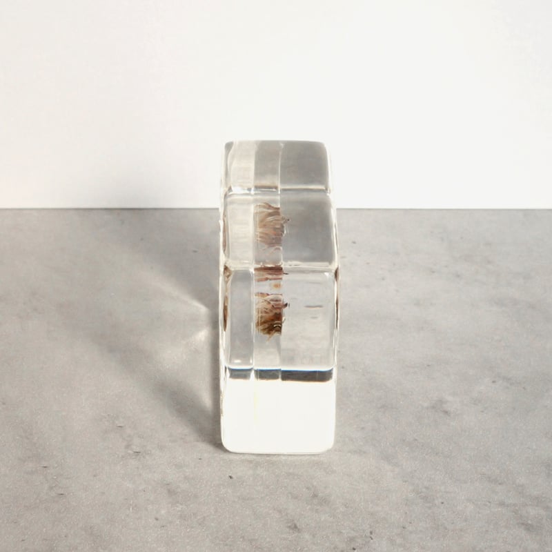 コメツキガニ樹脂封入標本 S (木製標本箱入り) | Atelier BIOTA